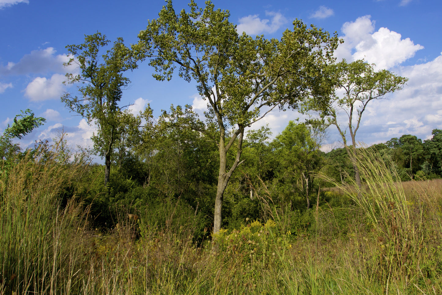Eastern Cottonwood Tree Seeds | Cottonwood | (Populus deltoides)