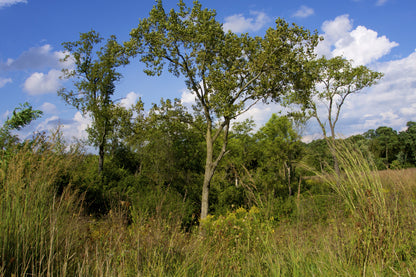 Eastern Cottonwood Tree Seeds | Cottonwood | (Populus deltoides)