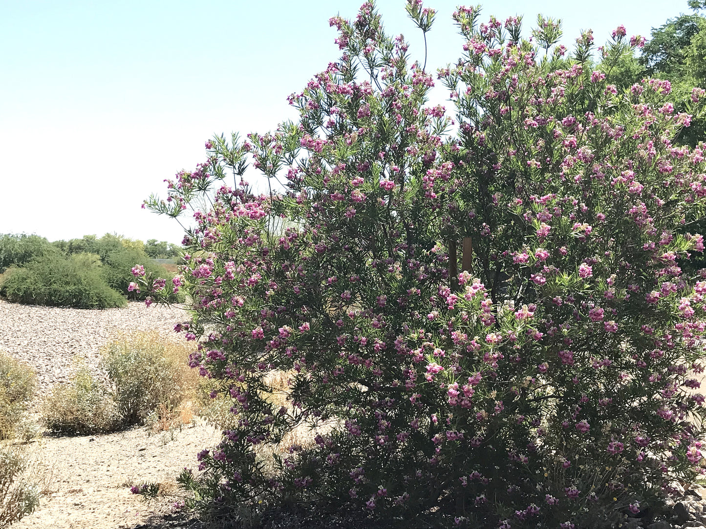 Desert Willow Tree Seeds | (Chilopsis linearis)
