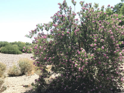 Desert Willow Tree Seeds | (Chilopsis linearis)