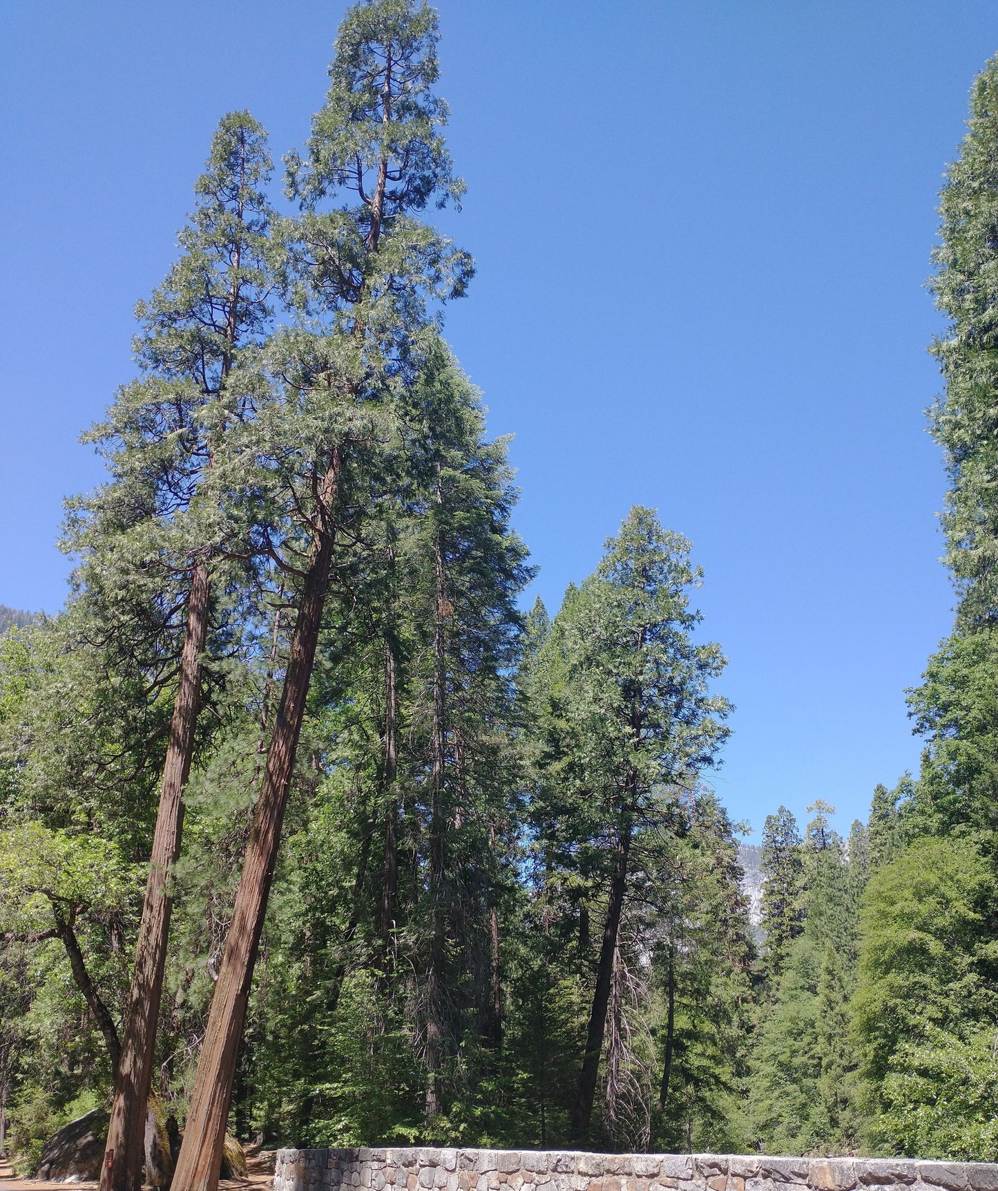Tall Sugar Pine trees with a clear blue sky in the background