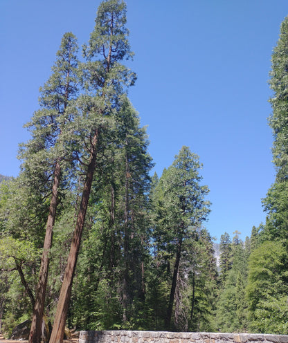 Tall Sugar Pine trees with a clear blue sky in the background
