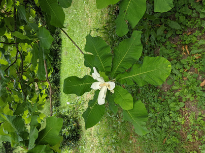 Bigleaf Magnolia Tree Seeds | Large-Leaved Cucumber Tree | (Magnolia macrophylla)