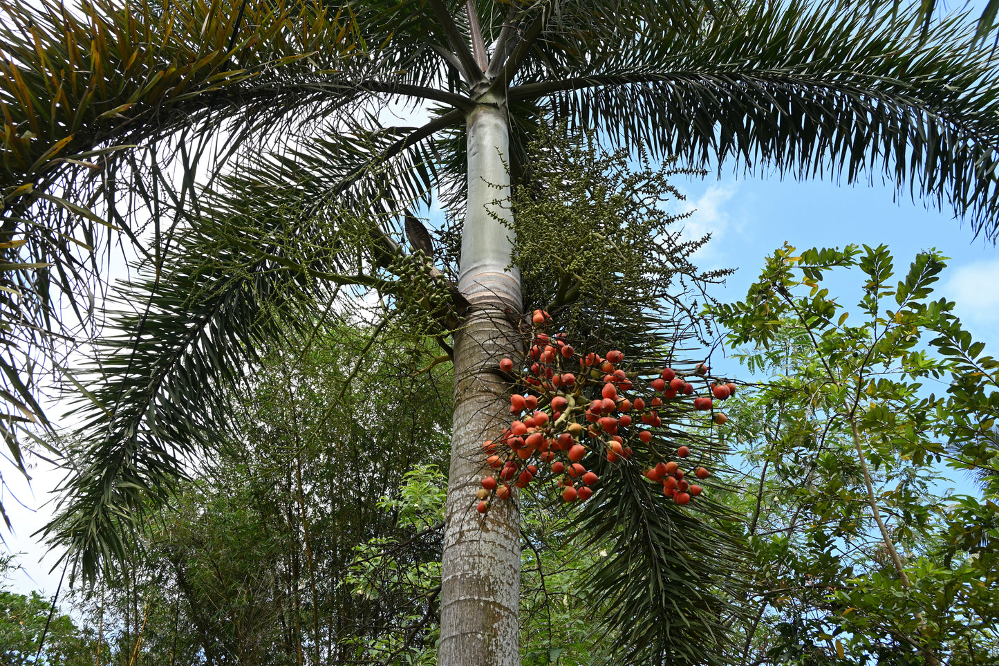 Foxtail Palm Seeds | Foxtail Palm Tree Seeds | (Wodyetia bifurcata)