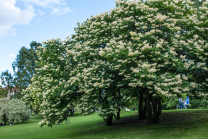 Peking Tree Lilac Seeds | Pekin Lilac | (Syringa reticulata subsp. pekinensis)