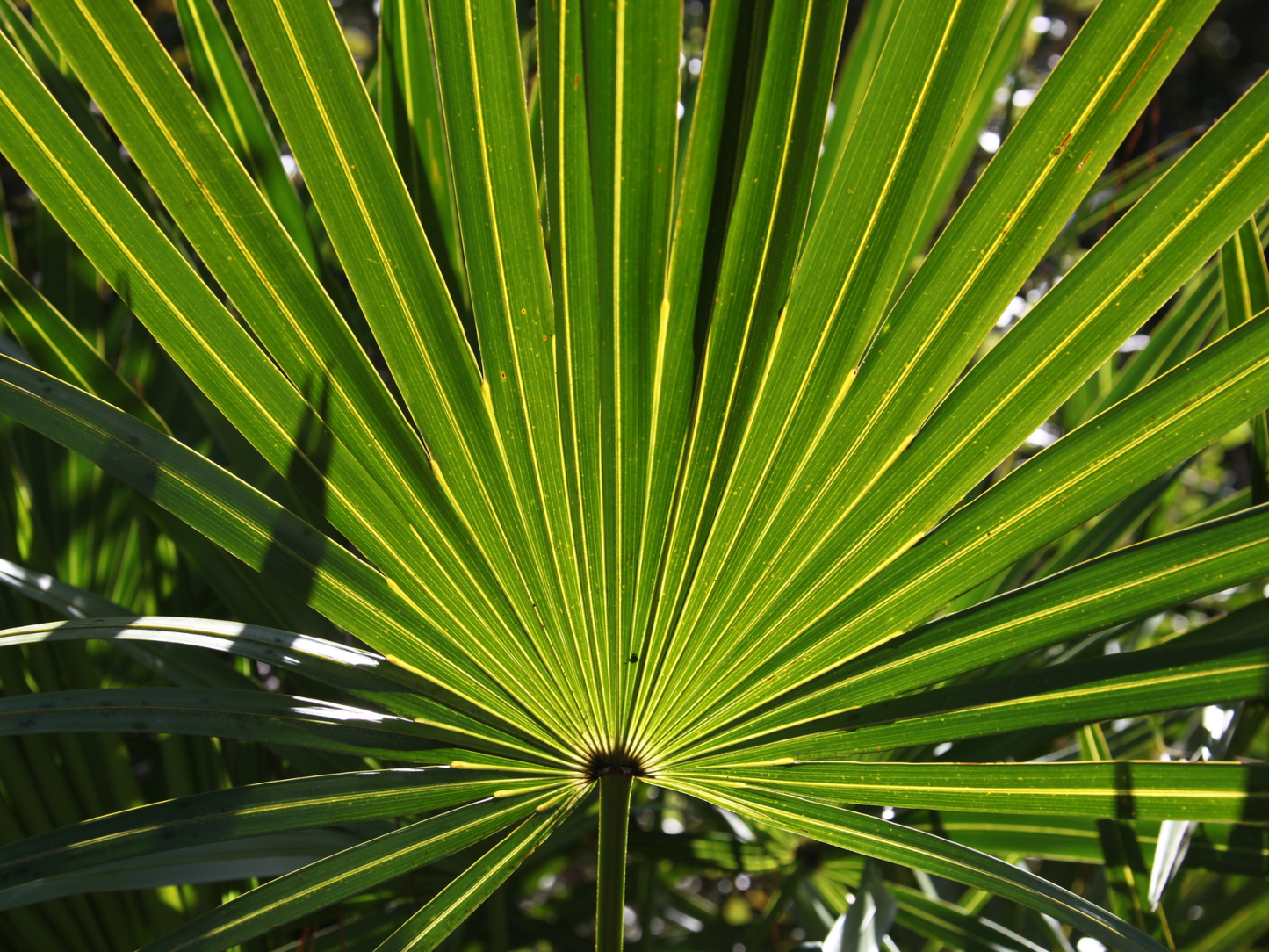 Dwarf Palmetto Tree Seeds | Blue Palmetto | (Sabal minor)