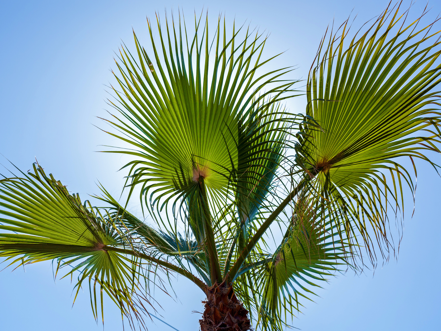 Dwarf Palmetto Tree Seeds | Blue Palmetto | (Sabal minor)