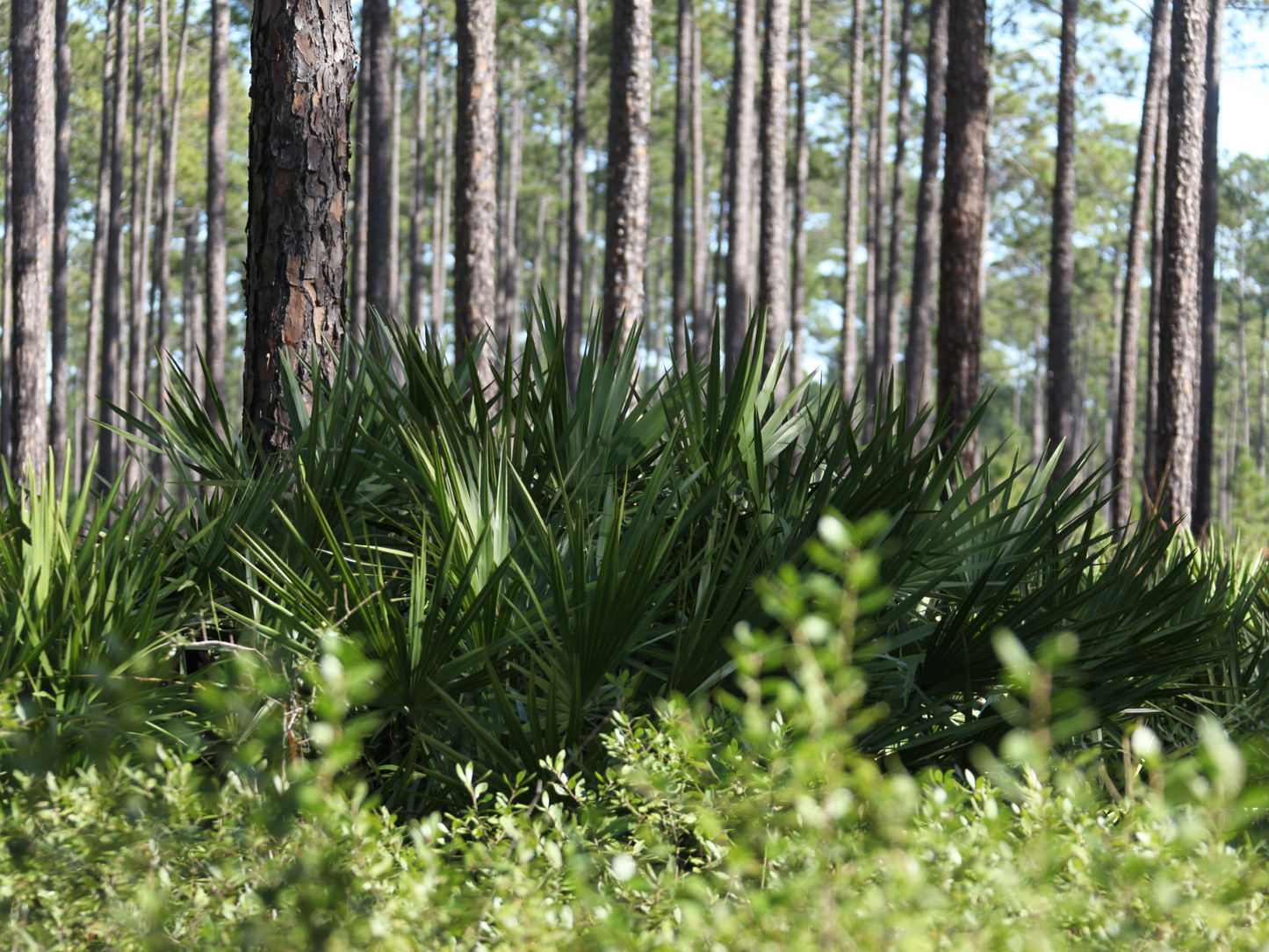 Dwarf Palmetto Tree Seeds | Blue Palmetto | (Sabal minor)