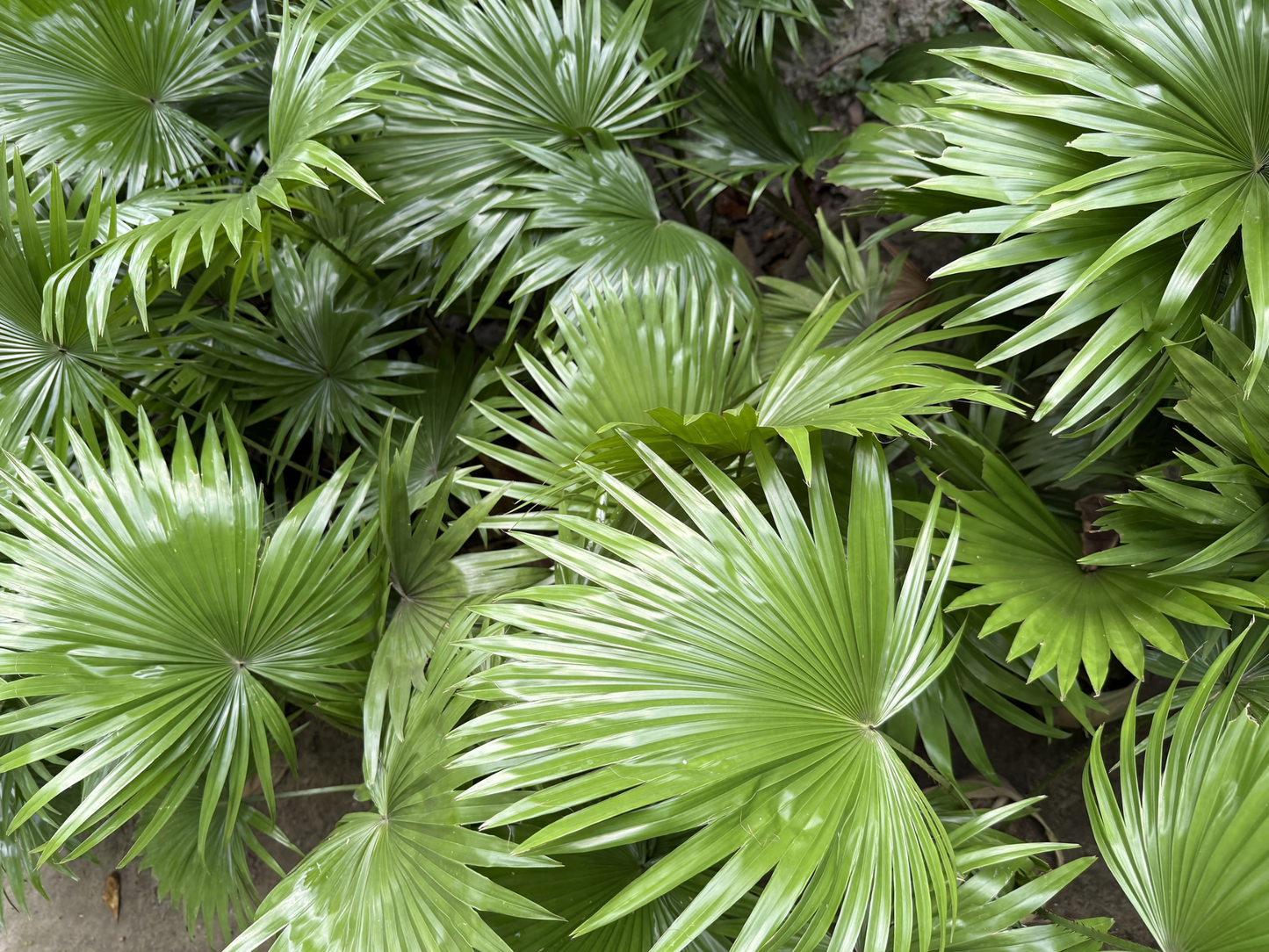 Dwarf Palmetto Tree Seeds | Blue Palmetto | (Sabal minor)