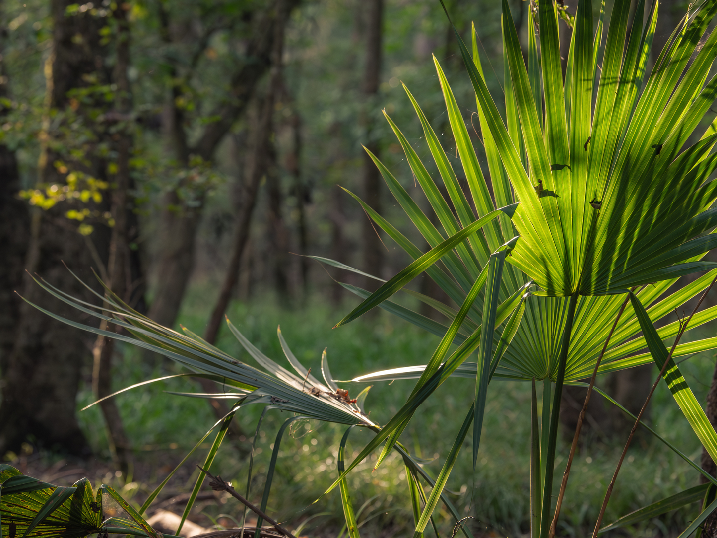 Dwarf Palmetto Tree Seeds | Blue Palmetto | (Sabal minor)