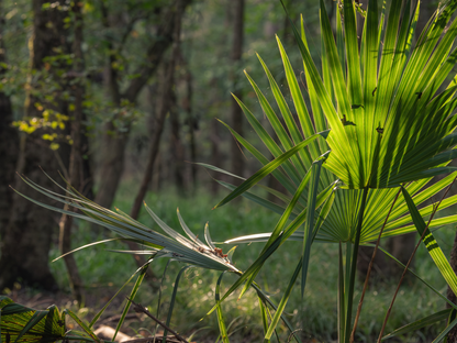Dwarf Palmetto Tree Seeds | Blue Palmetto | (Sabal minor)