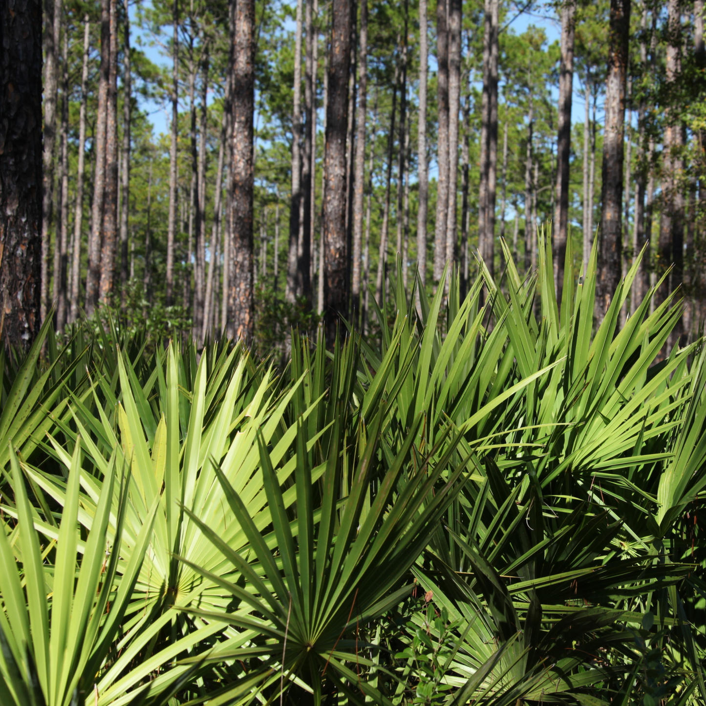 Dwarf Palmetto Tree Seeds | (Sabal minor)