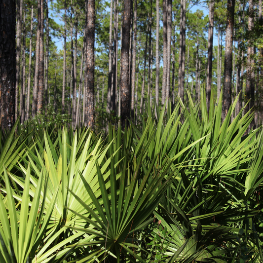 Dwarf Palmetto Tree Seeds | (Sabal minor)