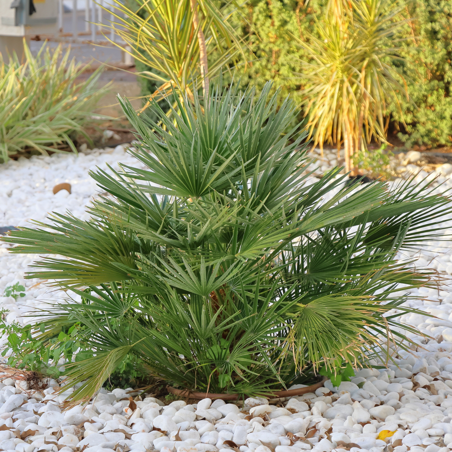 Dwarf Palmetto Tree Seeds | (Sabal minor)