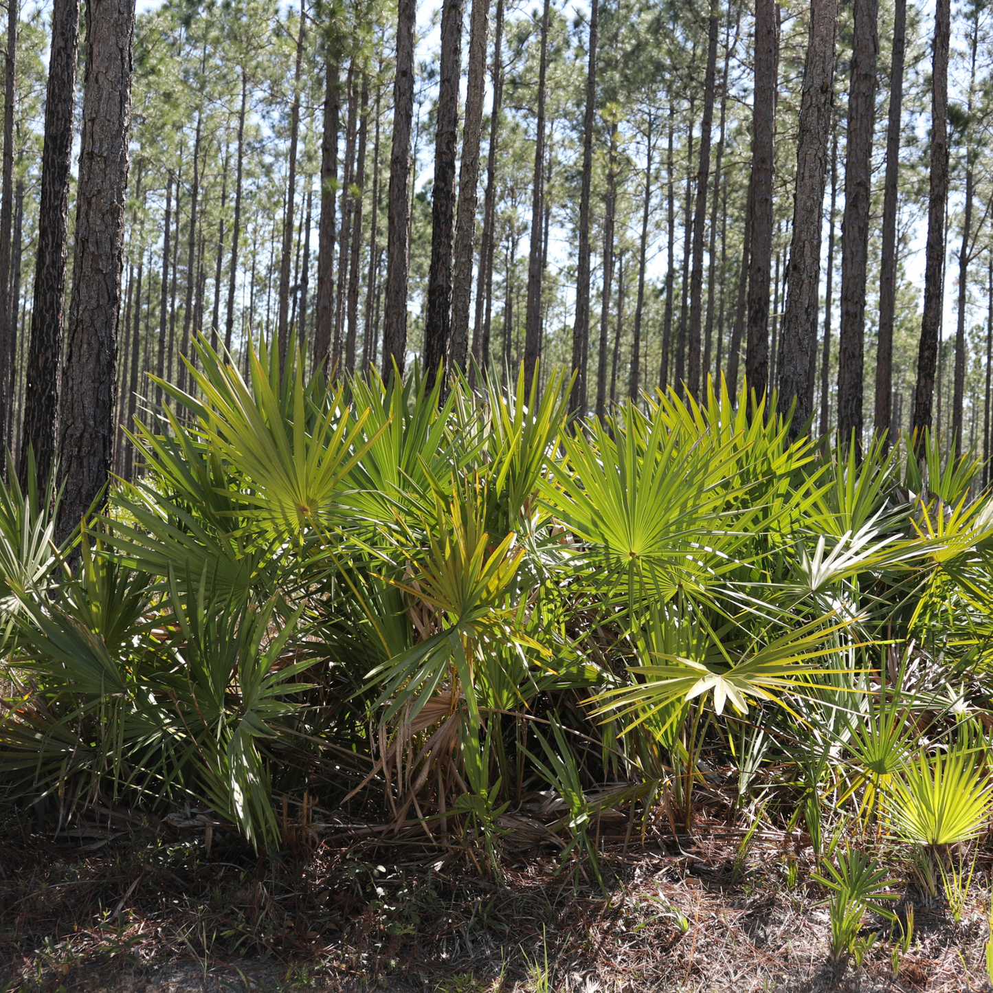 Dwarf Palmetto Tree Seeds | (Sabal minor)