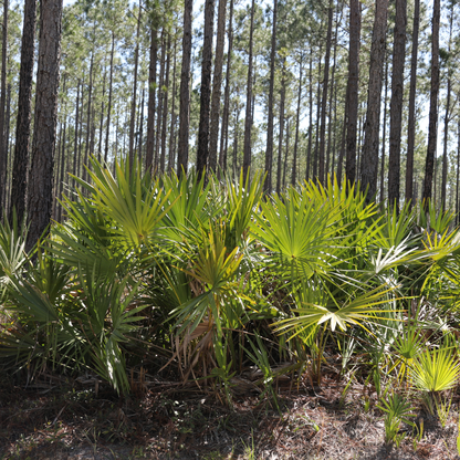 Dwarf Palmetto Tree Seeds | (Sabal minor)