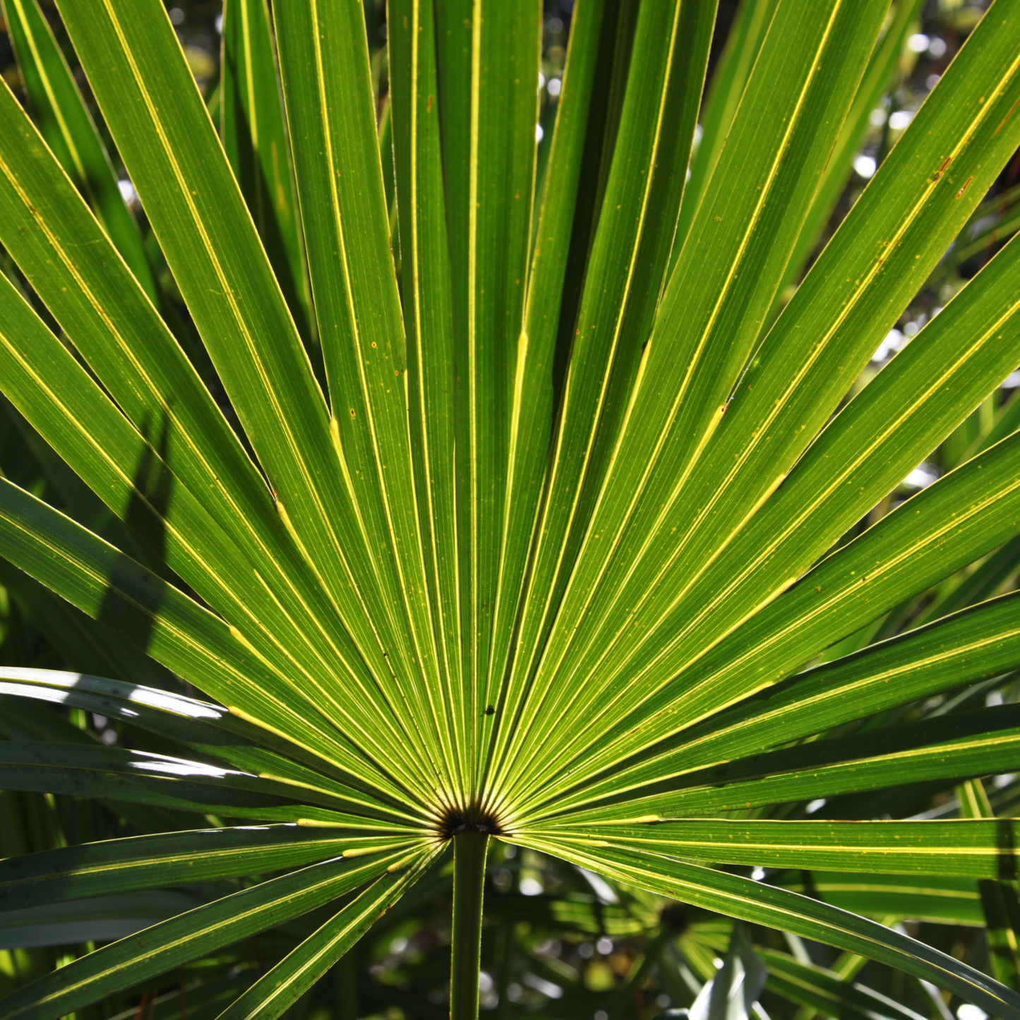 Dwarf Palmetto Tree Seeds | (Sabal minor)