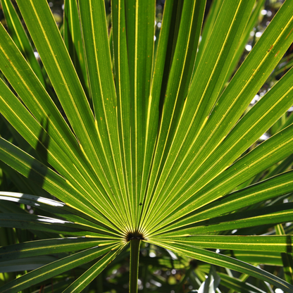 Dwarf Palmetto Tree Seeds | (Sabal minor)