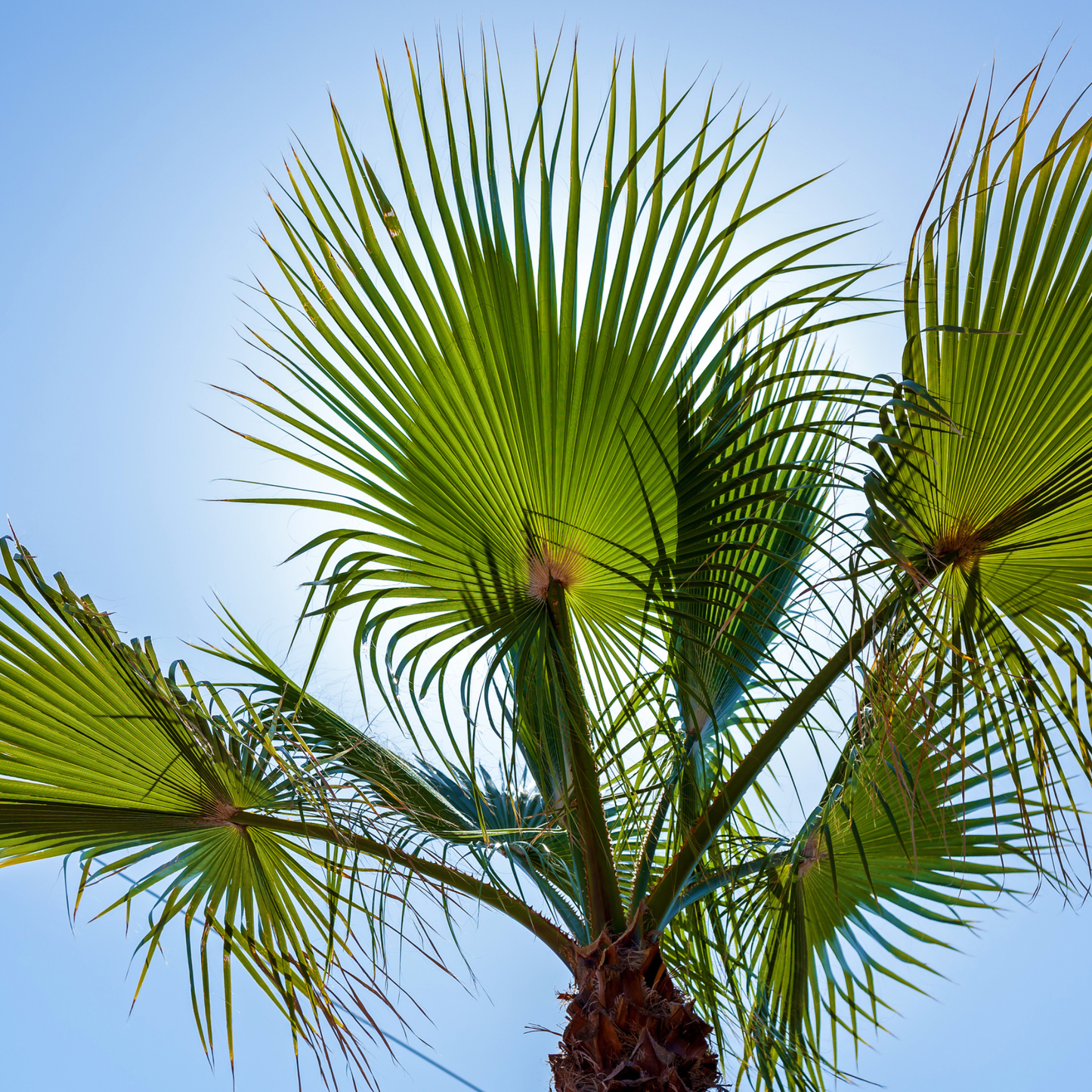 Dwarf Palmetto Tree Seeds | (Sabal minor)