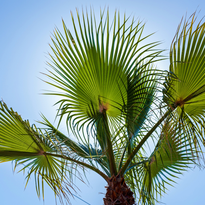 Dwarf Palmetto Tree Seeds | (Sabal minor)