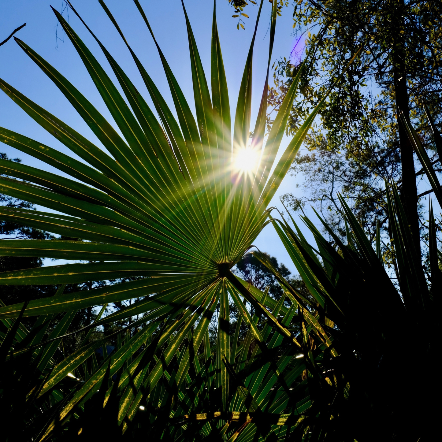 Dwarf Palmetto Tree Seeds | (Sabal minor)