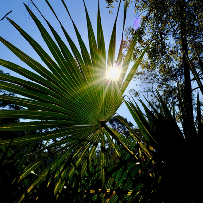 Dwarf Palmetto Tree Seeds | (Sabal minor)