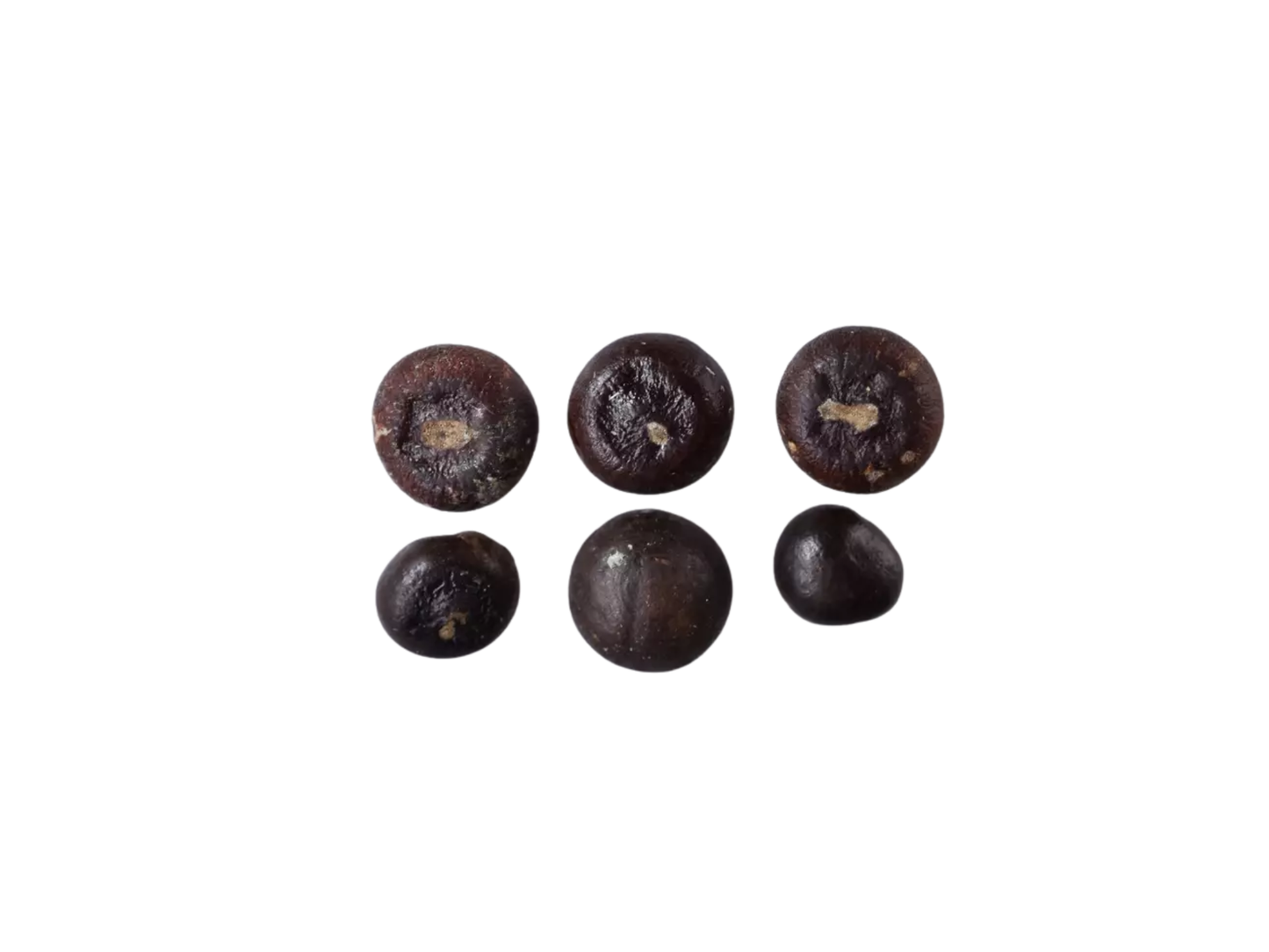 Dwarf Palmetto Tree Seeds | Blue Palmetto | (Sabal minor)