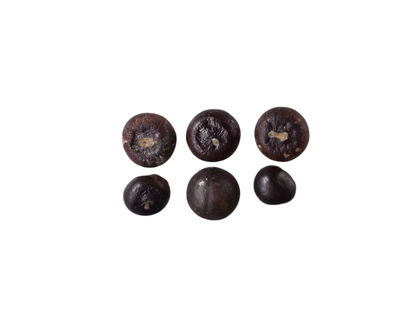 Dwarf Palmetto Tree Seeds | Blue Palmetto | (Sabal minor)