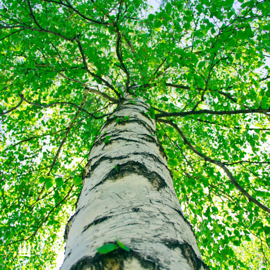 White Paper Birch Tree Seeds– (Betula papyrifera)