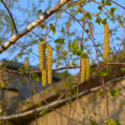 White Paper Birch Tree Seeds– (Betula papyrifera)