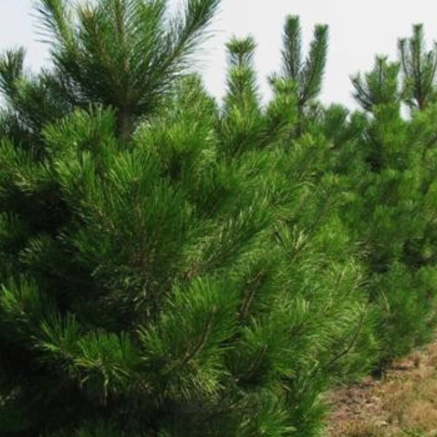 Austrian Pine Tree Seeds – (Pinus nigra)