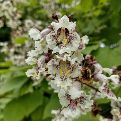 Southern Catalpa Tree Seeds-(Catalpa bignonioides)