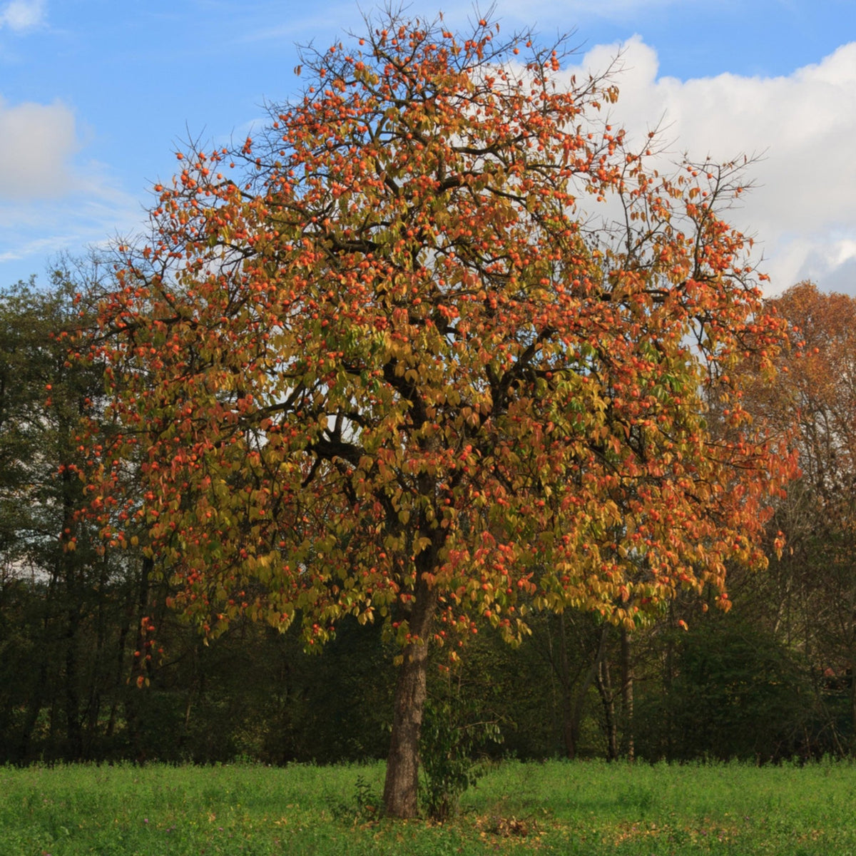 American Persimmon Tree Seeds | Diospyros virginiana – Evergreen Seed Co.