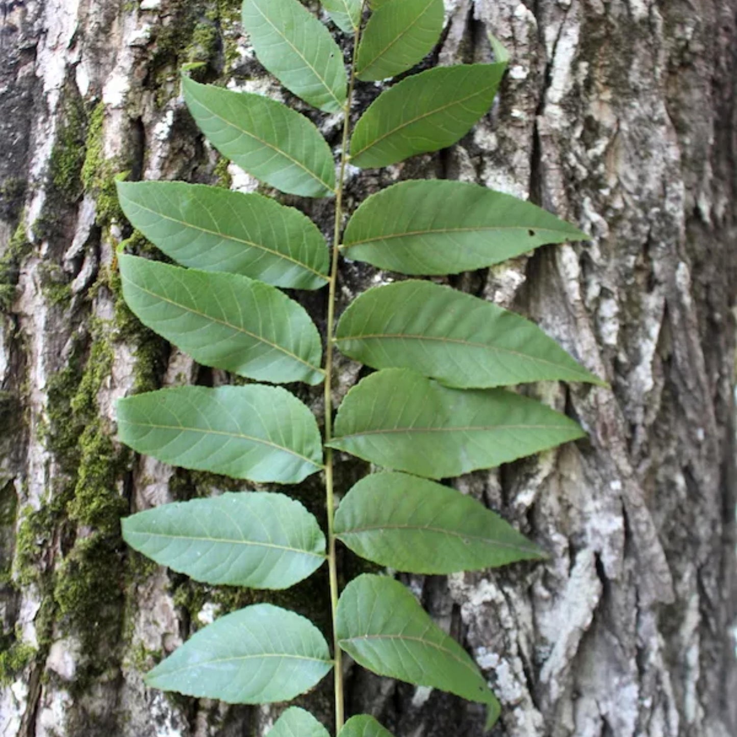 Butternut Tree Seeds-(Juglans cinerea)