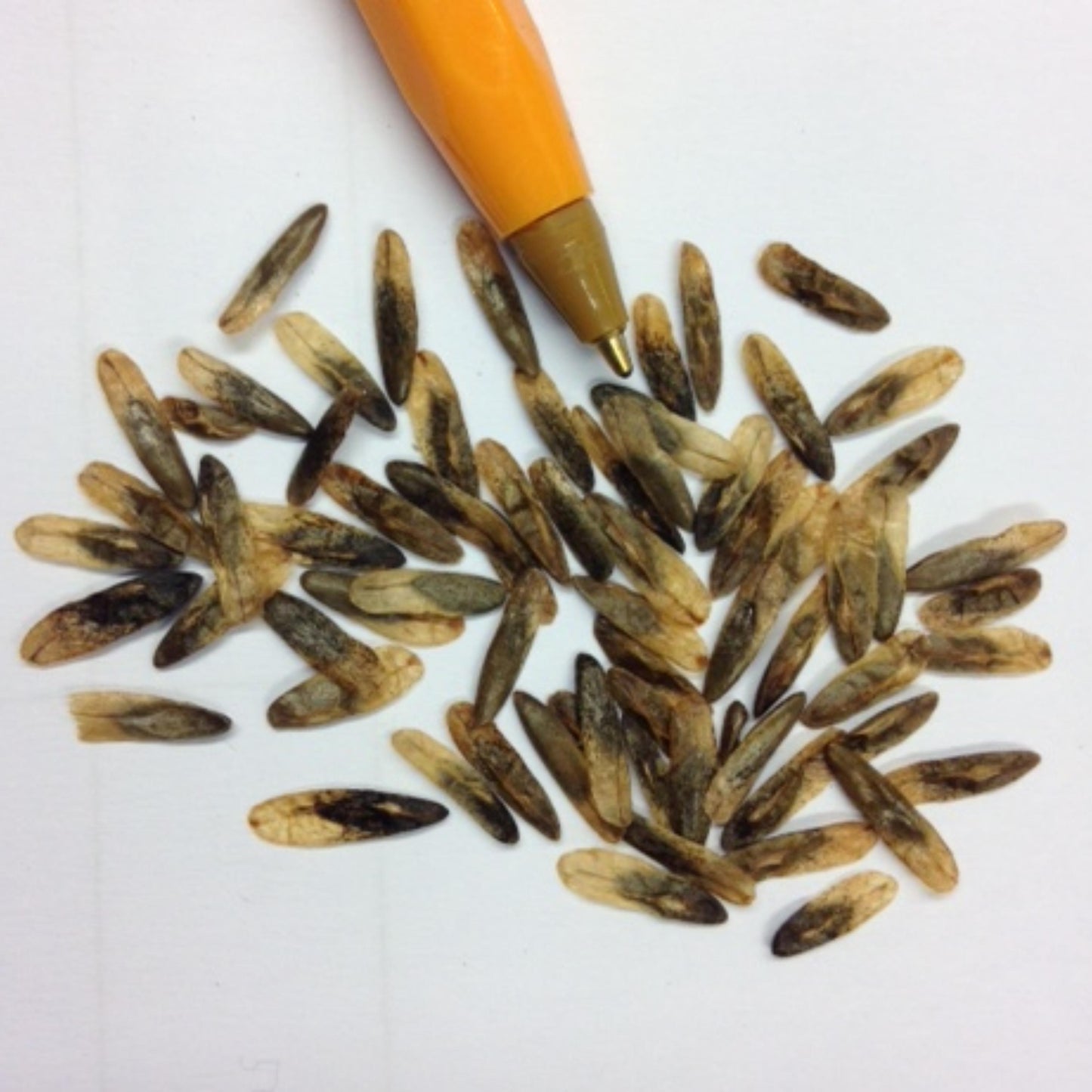 Sweet Gum Tree Seeds-(Liquidambar styraciflua)