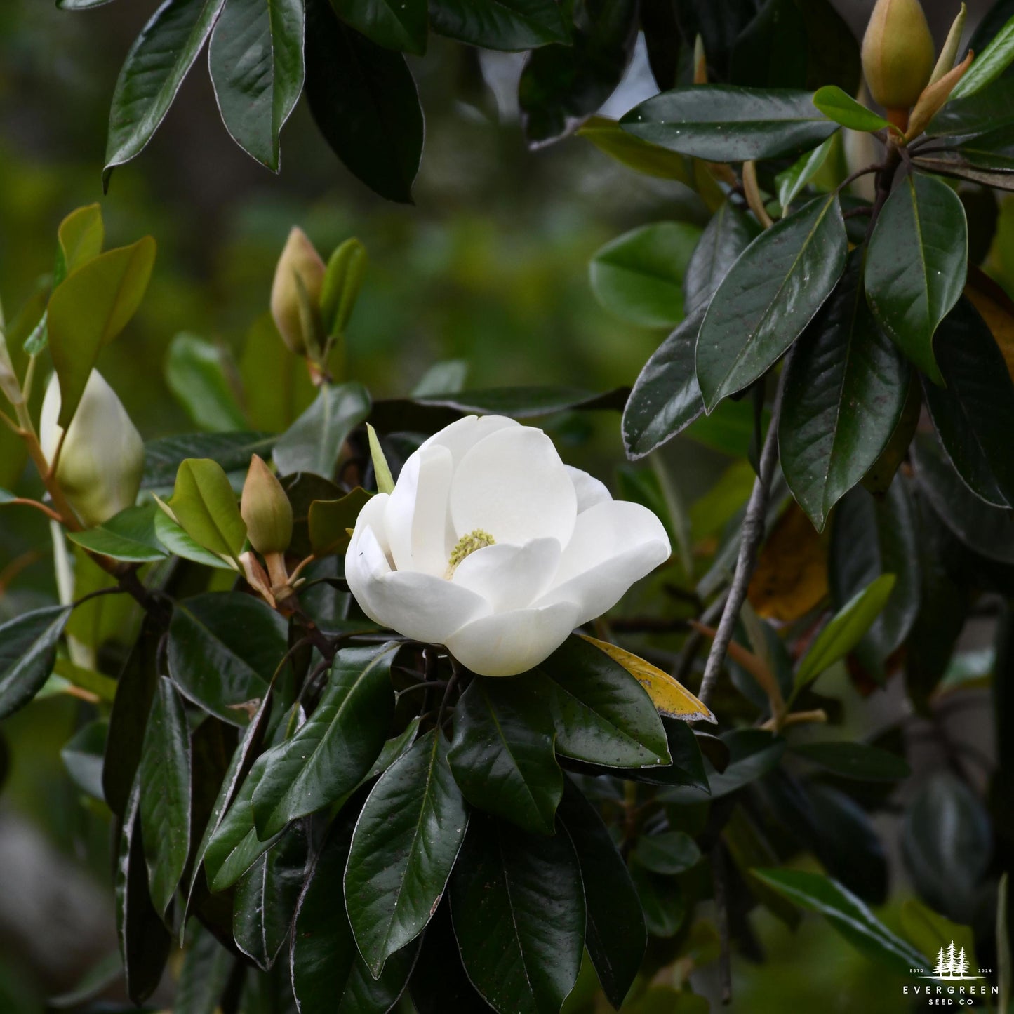 Southern Sweetbay Magnolia Seeds (Magnolia virginiana)