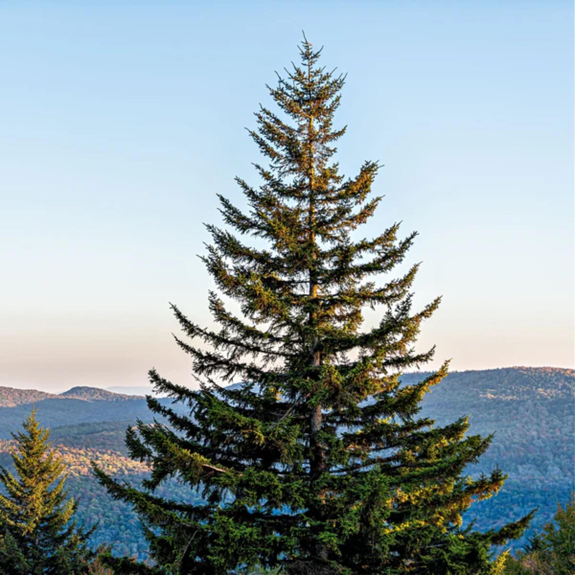 Tall pine tree with a mountainous landscape in the background.
