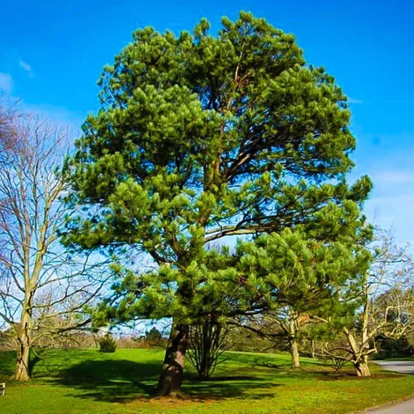 Improved Loblolly Pine Tree Seeds - (Pinus taeda)