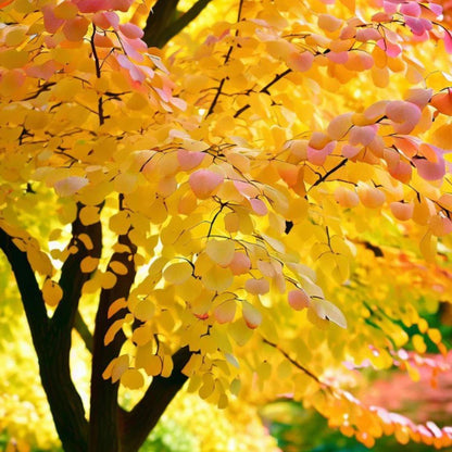 Katsura Tree Seeds-(Cercidiphyllum japonicum)