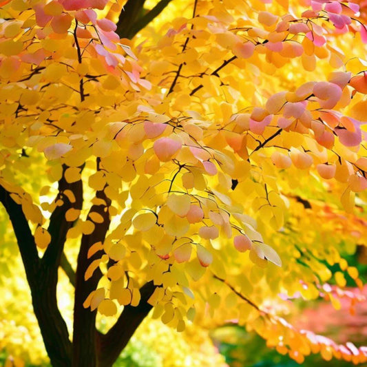 Katsura Tree Seeds-(Cercidiphyllum japonicum)