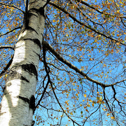 White Paper Birch Tree Seeds– (Betula papyrifera)