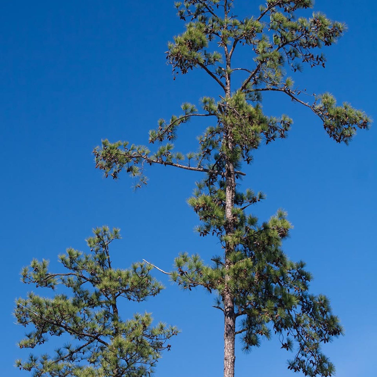 Improved Loblolly Pine Tree Seeds - (Pinus taeda)