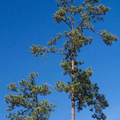 Improved Loblolly Pine Tree Seeds - (Pinus taeda)