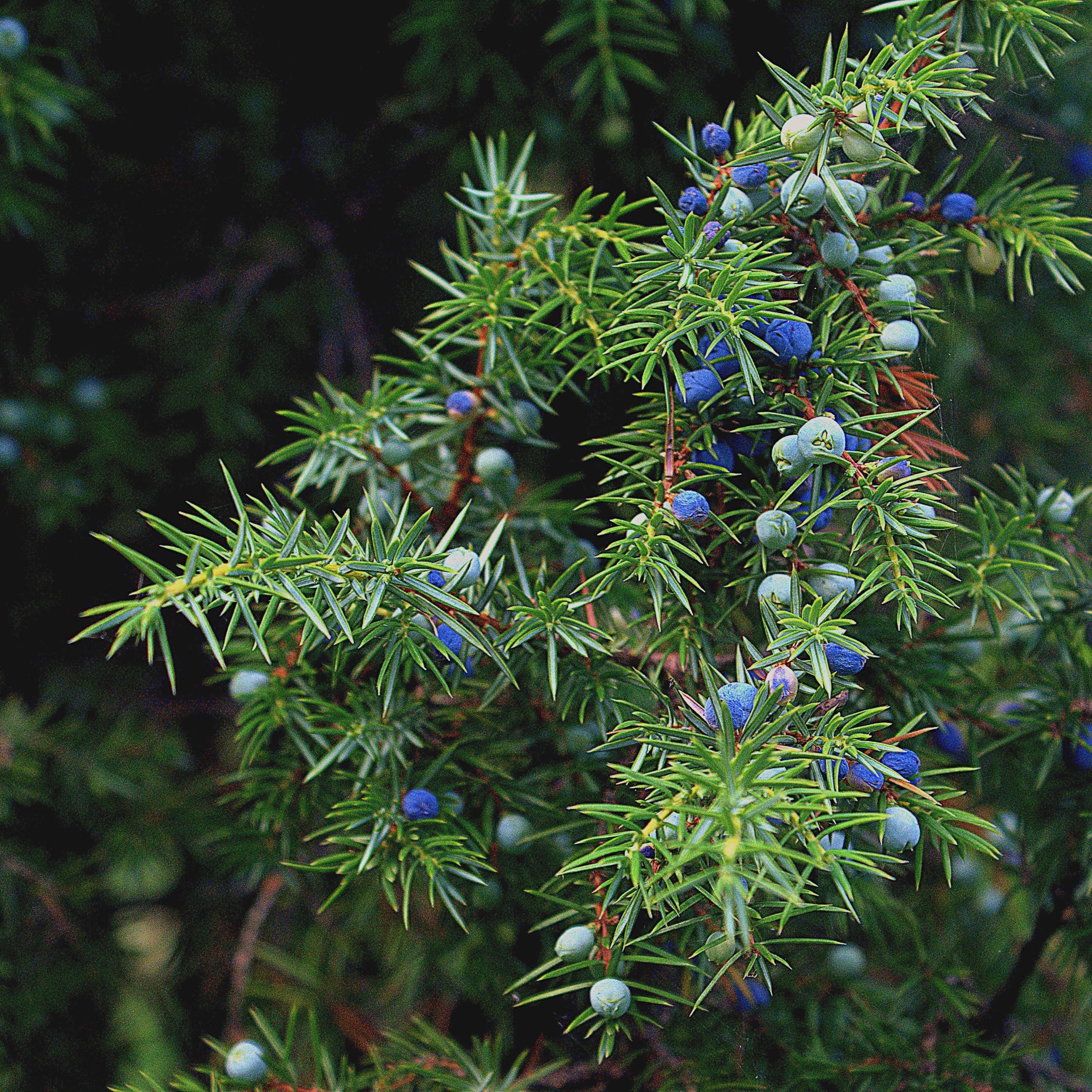 Oneseed Juniper Seeds (Juniperus monosperma) | Drought-Hardy