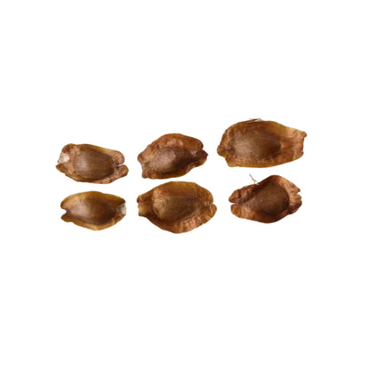 Japanese Umbrella Pine Seeds | Sciadopitys Verticillata | Rare Evergreen Conifer for Ornamental Landscaping