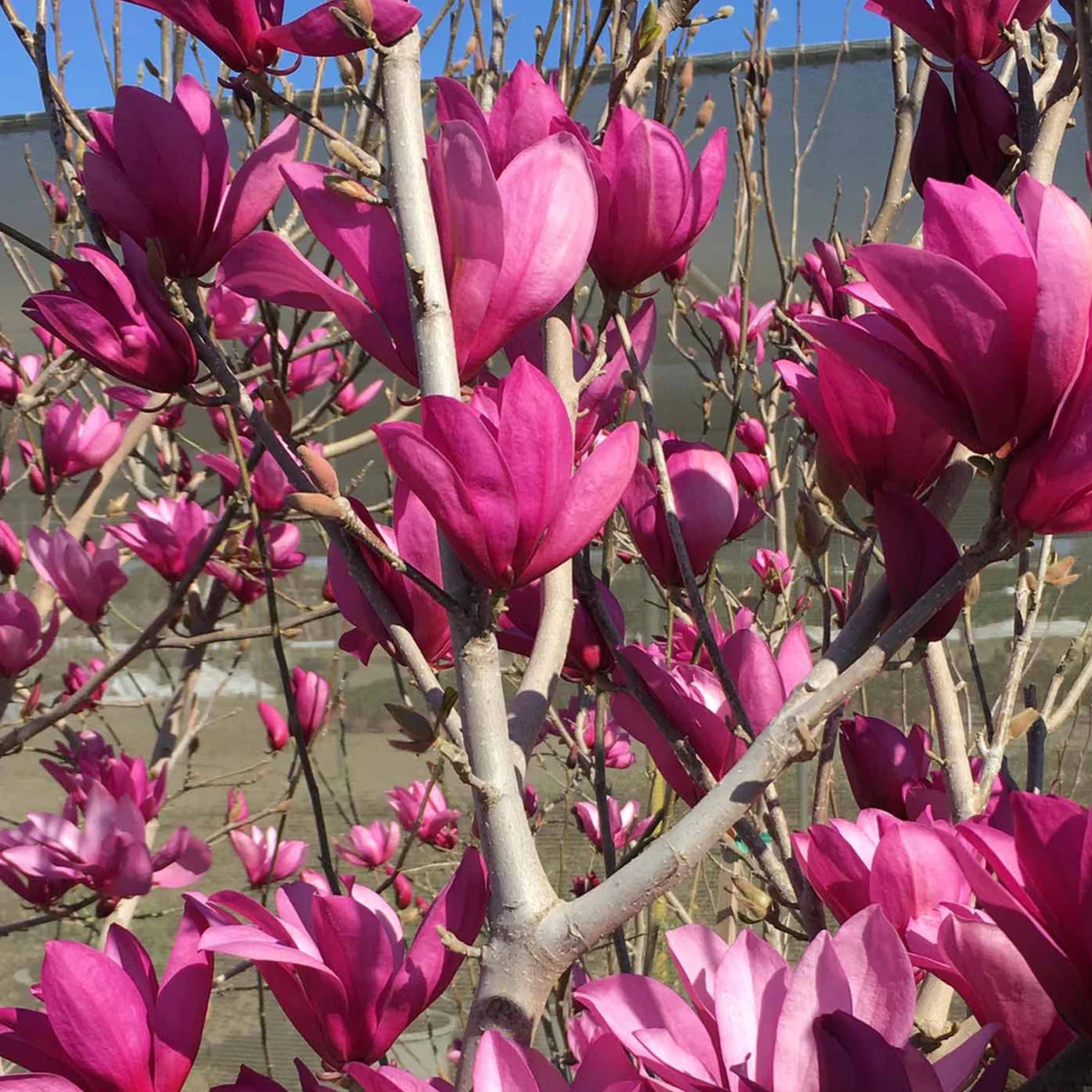 lily magnolia flower tree Lily Magnolia Tree Seeds (Magnolia liliiflora)
