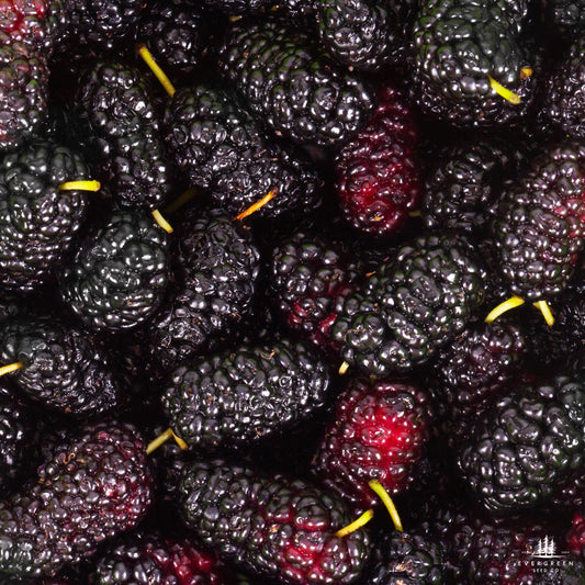 A close-up image of black mulberries with a focus on their textured skin and varying shades of black and purple.