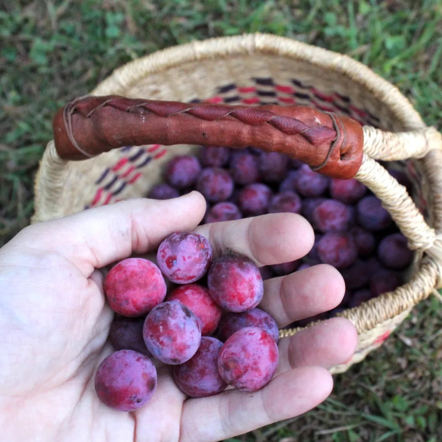 American Plum Tree Seeds – (Prunus americana)