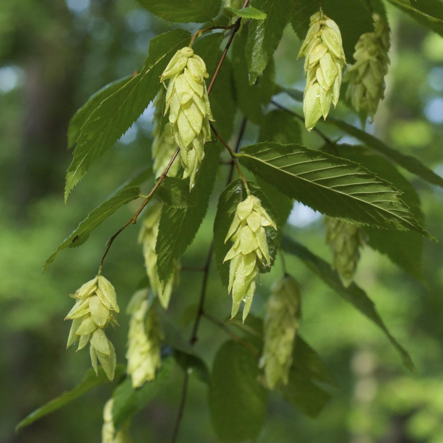 Eastern Hophornbeam Tree Seeds (Ostrya virginiana)