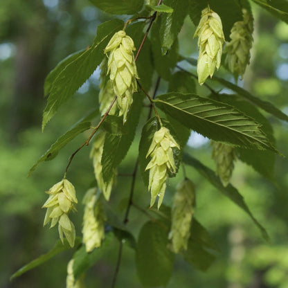 Eastern Hophornbeam Tree Seeds (Ostrya virginiana)